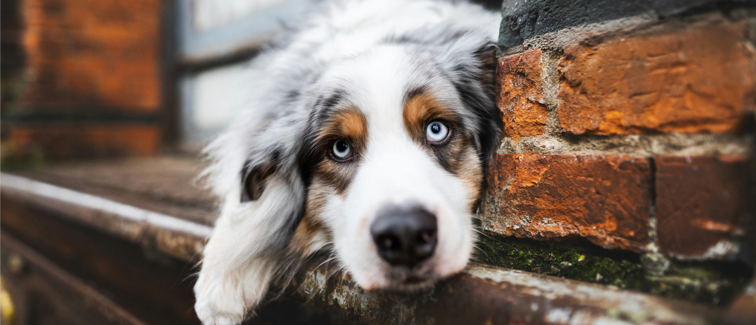 Krv v stolici psa - čo robiť, keď má pes krv v stolici?