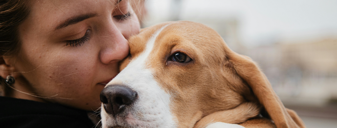 Pes nadmerne lenivá alebo čo robiť, keď psovi vypadáva srsť?