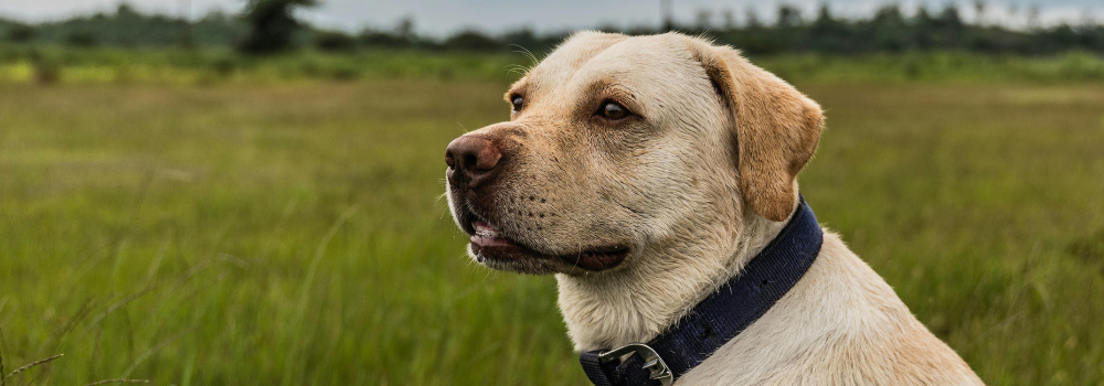 Krívanie a bolesť kĺbov u psa príčiny a ako psovi pomôcť