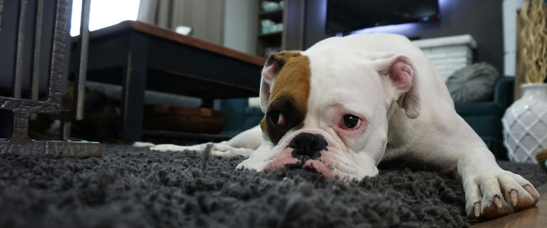 Čo robiť, keď má pes hnačku? Rady a tipy pre okamžitú pomoc