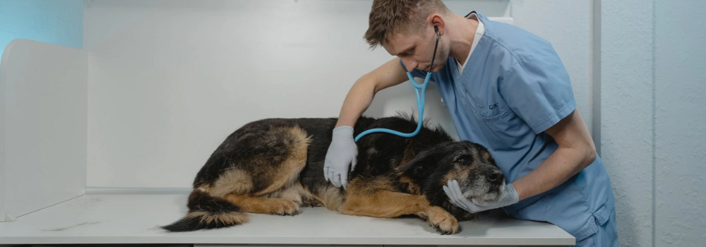 Ako spoznať a liečiť psincový kašeľ u psa?