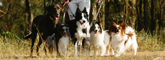 Veterinárka radí 2: Všetko čo musíte vedieť o potrave psa -