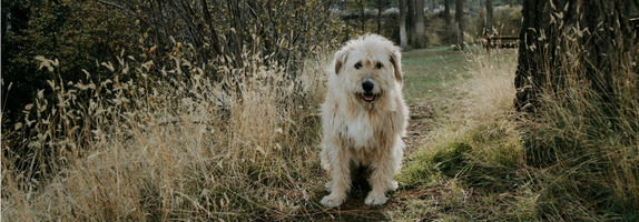 Očami veterinára: "Zdravie psa začína v črevách,,