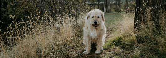 Očami veterinára: "Zdravie psa začína v črevách,,