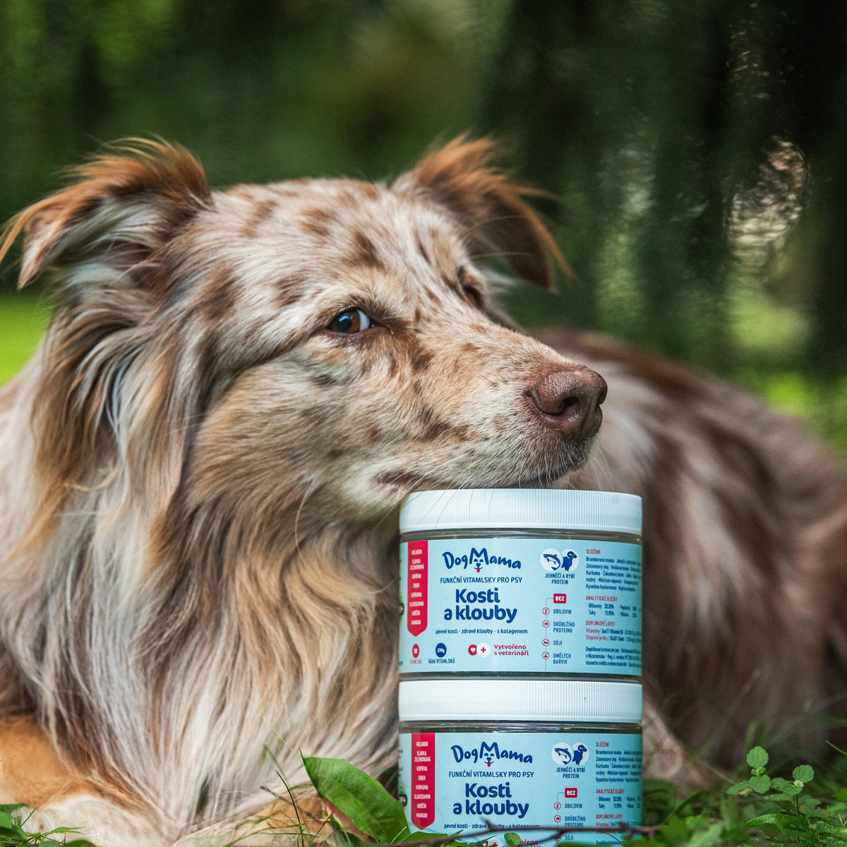 Kosti & Kĺby + Kolagén