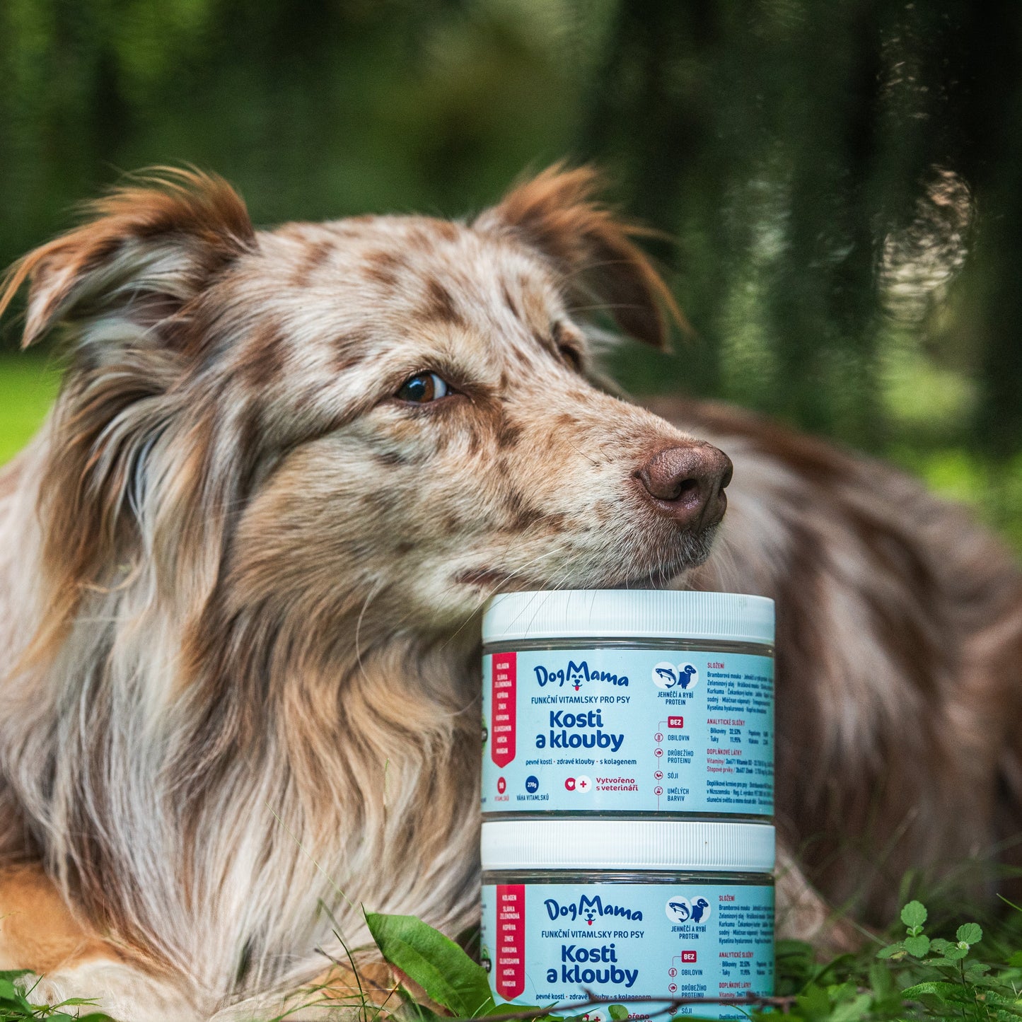 Kosti & Kĺby + Kolagén